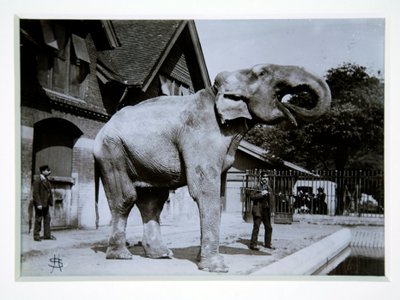 Jumbo der Elefant im Londoner Zoo, 1870er Jahre von English Photographer